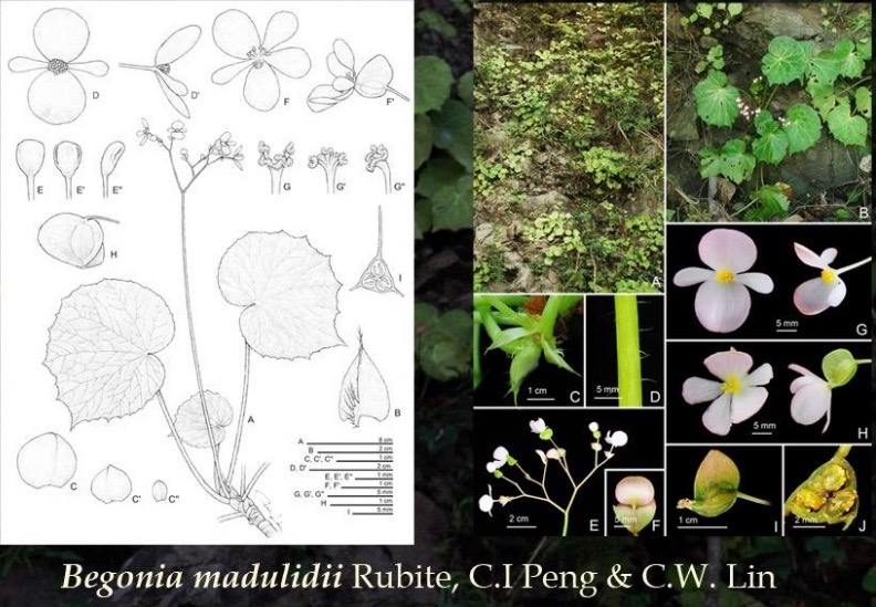 B. madulidii